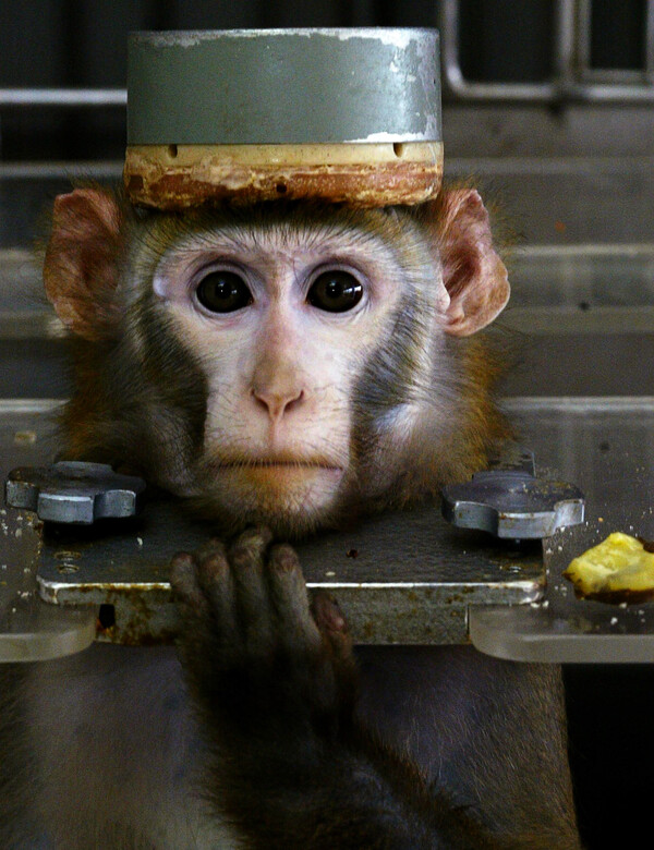 Θα απαγορεύσει η Ελβετία τα πειράματα σε ζώα; Σήμερα το ιστορικό δημοψήφισμα