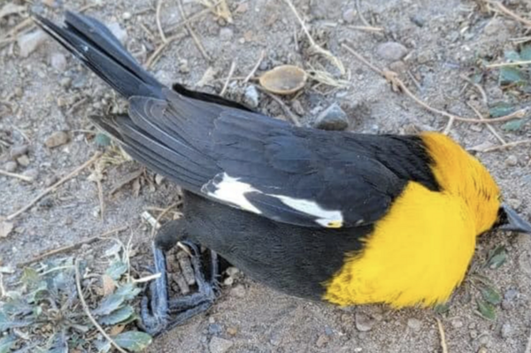 Μυστήριο στο Μεξικό: Αμέτρητα πουλιά έπεσαν ταυτόχρονα από τον ουρανό και πέθαναν χωρίς προφανή λόγο 