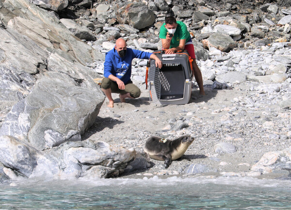 Απελευθερώθηκε η «Εύη», μια νεαρή μεσογειακή φώκια- Κολυμπά στη θάλασσα της Γυάρου