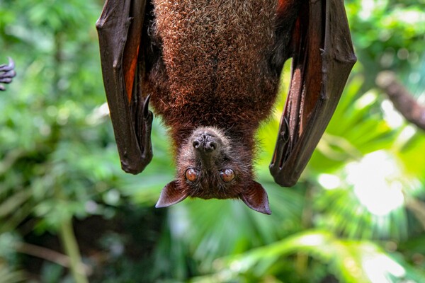 Κορωνοϊοί παρόμοιοι με τον SARS-CoV-2 σε νυχτερίδες στο Λάος- Ικανοί να μεταδοθούν σε ανθρώπους