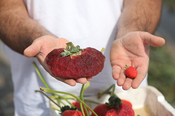 Η βαρύτερη φράουλα βρίσκεται στο Ισραήλ και μόλις κατέρριψε το Ρεκόρ Γκίνες