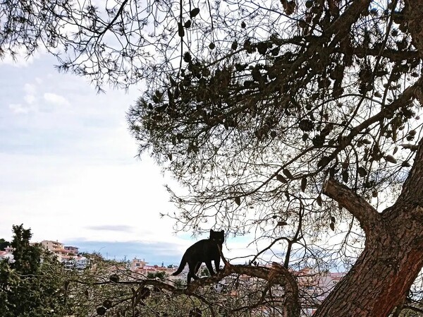 10 νέες φωτογραφίες απ' τα τέλεια ζώα των αναγνωστών μας #831