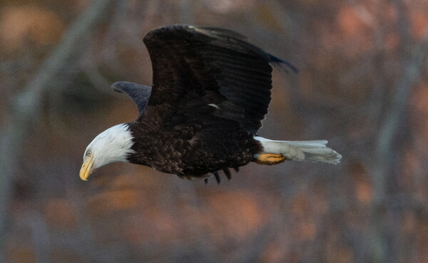 Most U.S. eagles suffer from lead poisoning, study suggests