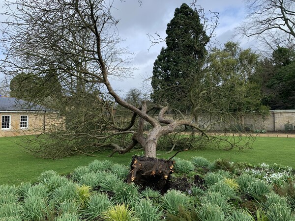 Η «μηλιά του Νεύτωνα» στον Βοτανικό Κήπο του Κέιμπριτζ ξεριζώθηκε από την κακοκαιρία Γιούνις