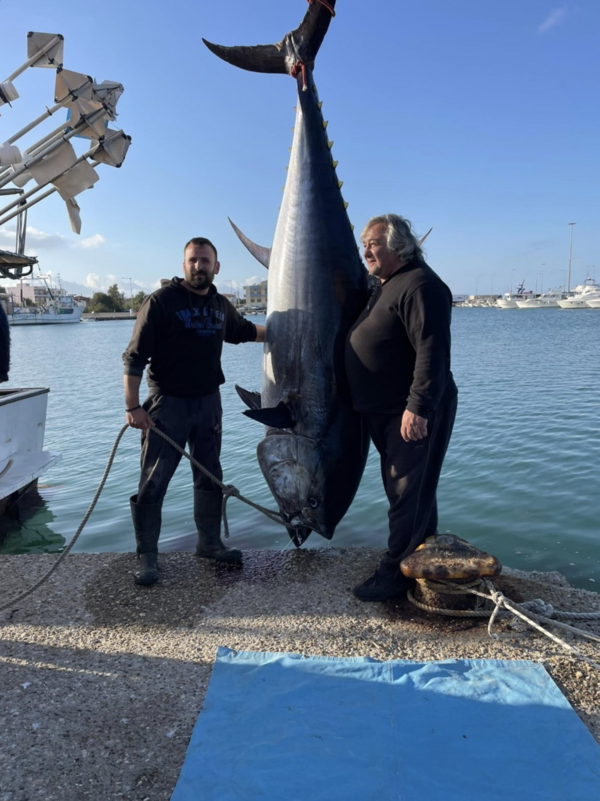 Κυλλήνη: Αλίευσαν τόνο 400 κιλών - Από τα μεγαλύτερα ψάρια των τελευταίων ετών