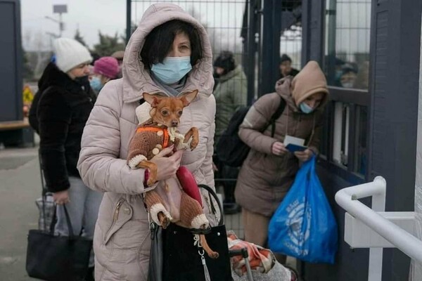 Απόδραση από τα όπλα: Γάτες και σκύλοι μαζί με τους Ουκρανούς πρόσφυγες στο ταξίδι σωτηρίας 