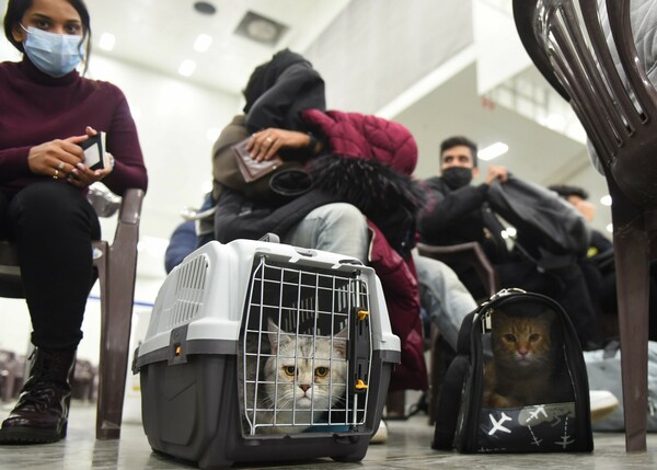 Απόδραση από τα όπλα: Γάτες και σκύλοι μαζί με τους Ουκρανούς πρόσφυγες στο ταξίδι σωτηρίας 