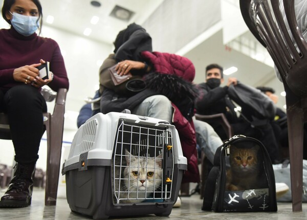 Απόδραση από τα όπλα: Γάτες και σκύλοι μαζί με τους Ουκρανούς πρόσφυγες στο ταξίδι σωτηρίας