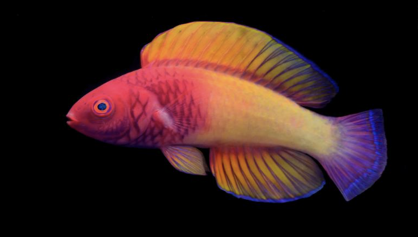 Rainbow Fish That’s Never Been Recorded Is Identified In Ocean’s ‘Twilight Zone’