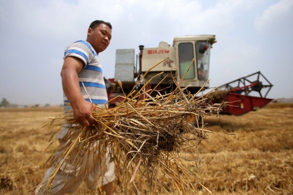 wheat harvest