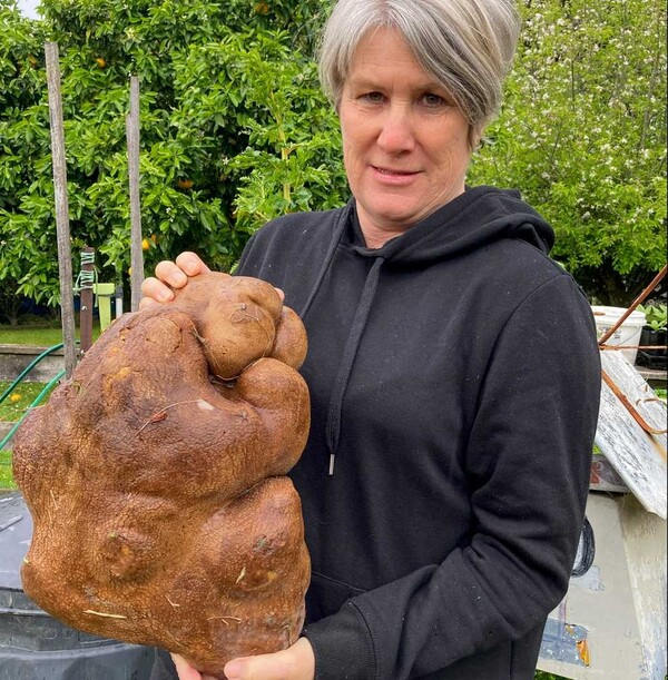 H γιγάντια πατάτα της Νέας Ζηλανδίας, στην πραγματικότητα δεν είναι πατάτα, σύμφωνα με τα Ρεκόρ Γκίνες