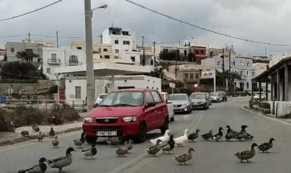 Πάπιες βγήκαν για βόλτα στη Σύρο και προκάλεσαν μίνι μποτιλιάρισμα