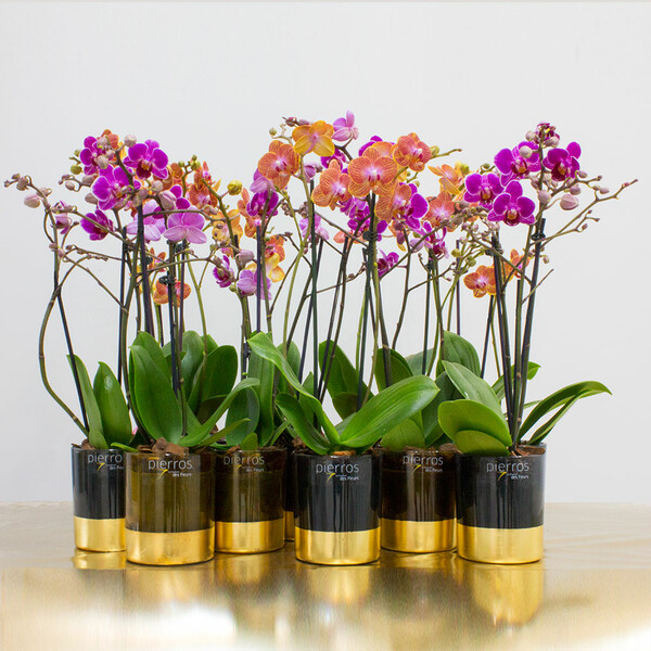 Pierros Flower Designers: Ένα σύμπαν αγνής καλαισθησίας
