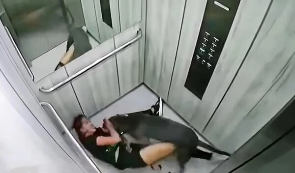 Γυναίκα δέχθηκε επίθεση από το σκύλο της- Κατάφερε να σωθεί μπαίνοντας στο ασανσέρ
