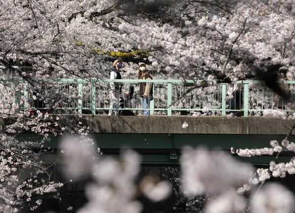 Βόλτα στις ανθισμένες κερασιές της Ιαπωνίας