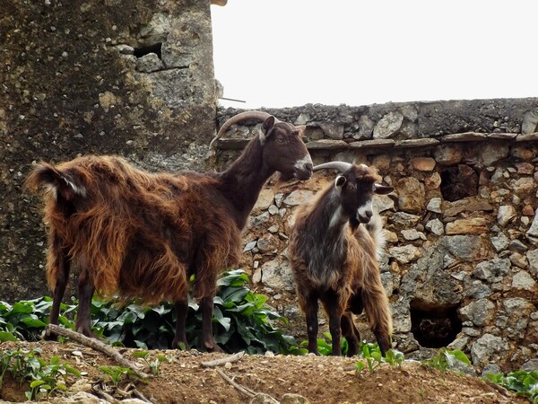 Κρήτη:: Υποσιτίζονται τα κοπάδια των κτηνοτρόφων λόγω των αυξήσεων στις ζωοτροφές