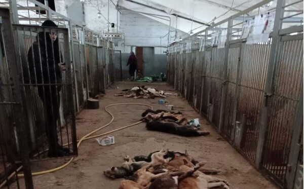 Ουκρανία: Νεκρά πάνω από 300 σκυλιά σε καταφύγιο ζώων- Πέθαναν από ασιτία [ΣΚΛΗΡΕΣ ΕΙΚΟΝΕΣ]