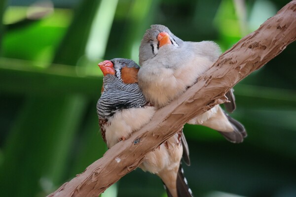 How Do Birds Stay Upright When They Are Sleeping?