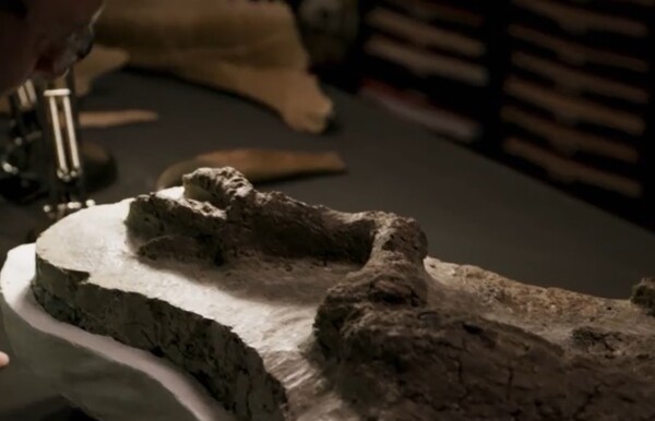 ΗΠΑ: Ερευνητές βρήκαν το πρώτο απολίθωμα δεινοσαύρου «που συνδέεται με χτύπημα αστεροειδούς»