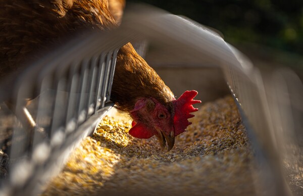 Χερσώνα: Θανατώθηκαν 4 εκατ. κοτόπουλα επειδή διακόπηκε η παροχή ρεύματος