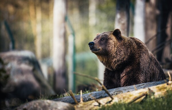 Έρευνα: Ο πληθυσμός της καφέ αρκούδας στα Πυρηναία είναι ο υψηλότερος εδώ και έναν αιώνα