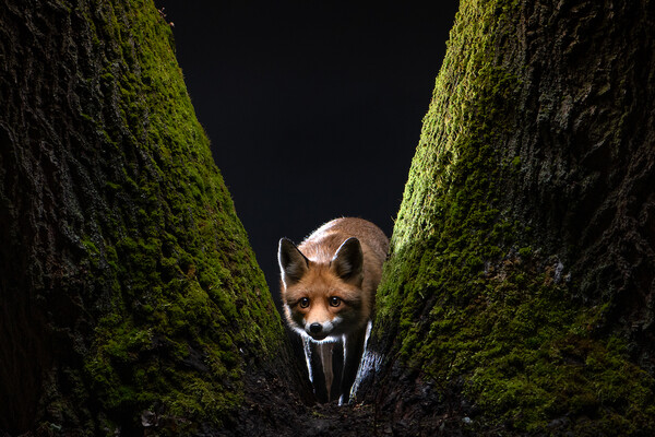 Τα βραβεία Sony World Photography Awards 2022