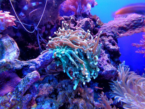 Scientists map Caribbean coral reefs to tackle climate change