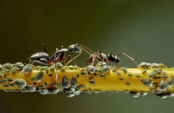 Smithsonian photo contest