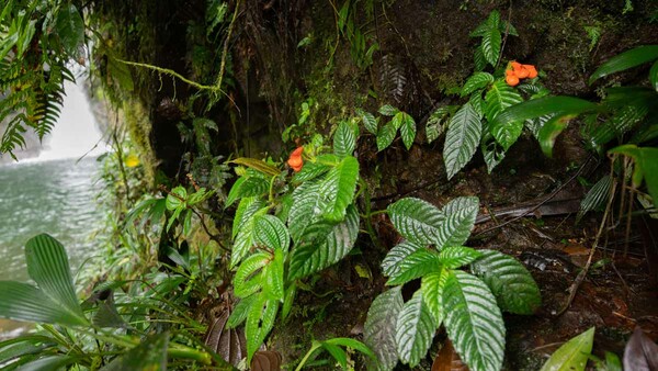 Αγριολούλουδο, που θεωρούνταν εξαφανισμένο για 36 χρόνια, ανακαλύφθηκε στον Ισημερινό