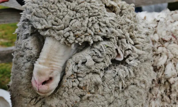 Ακούρευτος φυγάς για τρία χρόνια - Ελαφρύτερο κατά 18 κιλά μαλλί πρόβατο μετά τη «σύλληψή» του