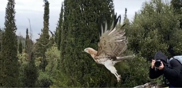 «Άλμα στην ελευθερία»: Η ΑΝΙΜΑ απελευθέρωσε έναν αετό στο δάσος Καισαριανής