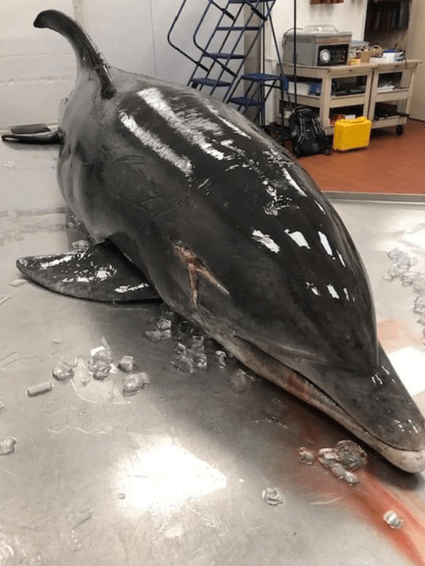 Φλόριντα: Έρευνα για μυστηριώδη θάνατο δελφινιού- Βρέθηκε με τραύμα στο κεφάλι