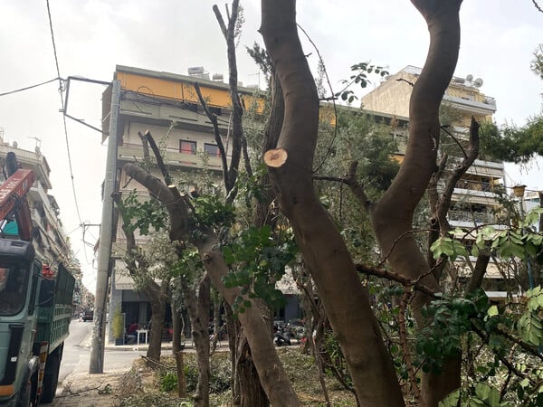 Τι σημαίνει το υπερβολικό κλάδεμα των δέντρων στην Αθήνα και τι επιπτώσεις θα έχει στο μικροκλίμα της;
