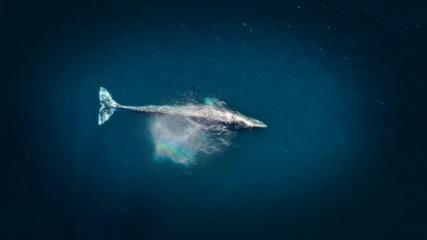 Η ανυπόφορη φασαρία των ωκεανών: Πώς η ανθρωπότητα ασκεί ηχητική βία στις φάλαινες και άλλα θαλάσσια είδη