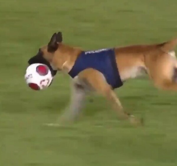 Βραζιλία: Αστυνομικός σκύλος μπήκε στο γήπεδο και έκλεψε τη μπάλα τρέχοντας