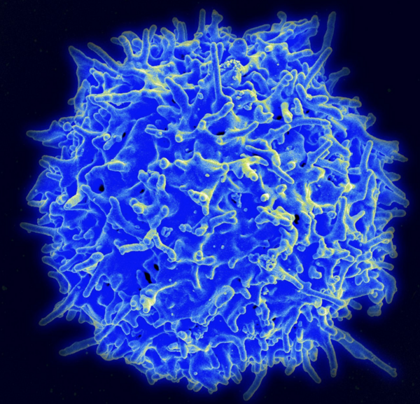 Why It Is Hard to Know Who Needs a Covid Booster: Mysterious T Cells