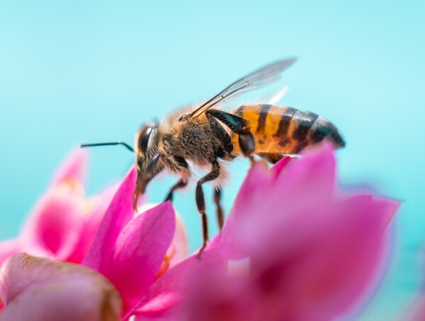 Η κλιματική κρίση μπορεί να φέρει «άνοδο» μικρότερων μελισσών