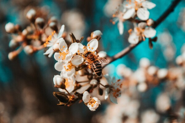 Η κλιματική κρίση μπορεί να φέρει «άνοδο» μικρότερων μελισσών