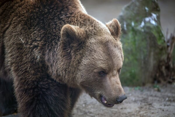Ιράν: Αρκούδα ξυλοκοπήθηκε μέχρι θανάτου- Μία σύλληψη