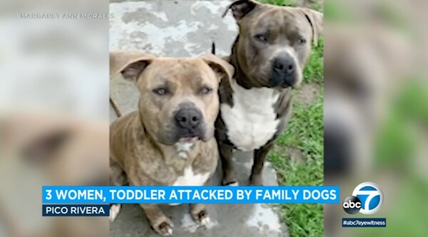 Μητέρα σκότωσε τα δυο σκυλιά της επειδή επιτέθηκαν στην κόρη της