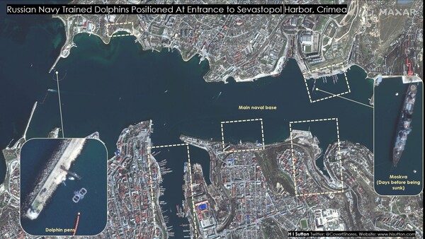 Russia deploys trained dolphins at Black Sea naval base, satellite images show