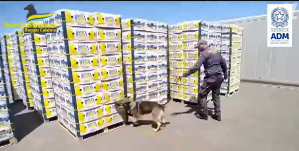 Ιταλία: Κατασχέθηκαν 654 κιλά κοκαΐνης - Ήταν μέσα σε κουτιά με μπανάνες που προορίζονταν για τη Θεσσαλονίκη