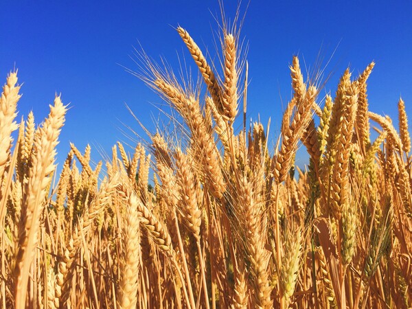 Η Ουκρανία κατηγορεί τη Ρωσία ότι κατέσχεσε 400.000 τόνους σιτηρών - Προειδοποίηση για «κίνδυνο λιμού»