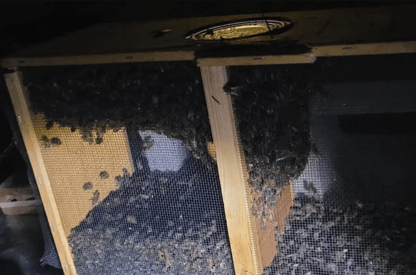 Εκατομμύρια μέλισσες νεκρές- Κατέληξαν στην Ατλάντα, αντί για την Αλάσκα