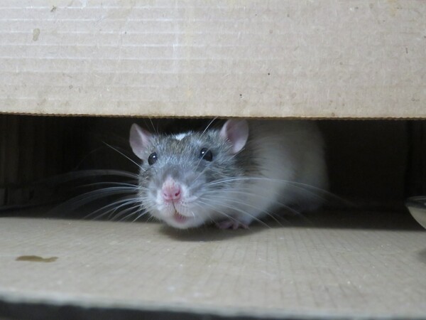 Έρευνα: Πόσο πιθανό είναι τα ποντίκια να προκαλέσουν την επόμενη πανδημία;