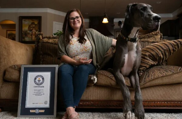 Ο Δίας έχει ύψος 1,04, κατέχει ρεκόρ Γκίνες και λατρεύει τα παγάκια - Γνωρίστε τον ψηλότερο σκύλο στον κόσμο 