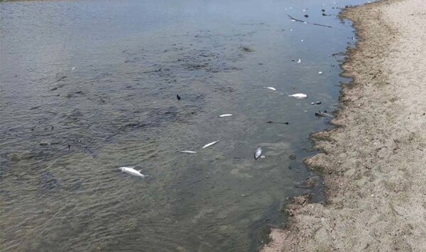Κρήτη: Δεκάδες νεκρά ψάρια στις εκβολές του ποταμού Αποσελέμη