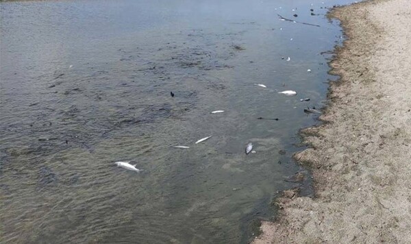 Κρήτη: Δεκάδες νεκρά ψάρια στις εκβολές του ποταμού Αποσελέμη