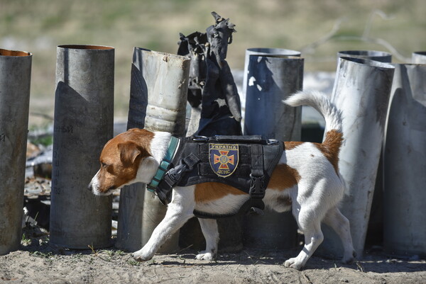 Patron, ο πιο μικρός «μαχητής» της Ουκρανίας- Ο Ζελένσκι βράβευσε σκύλο που εντοπίζει νάρκες