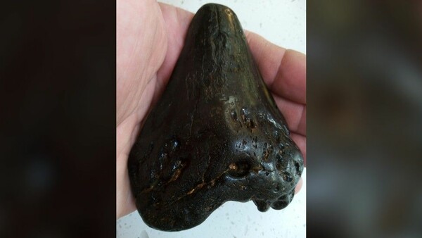 Αγόρι βρήκε τυχαία το δόντι ενός τεράστιου προϊστορικού καρχαρία